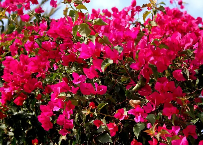 Appartement La Carihuela A 5 Minutos De La Playa,vistas Al Mar *