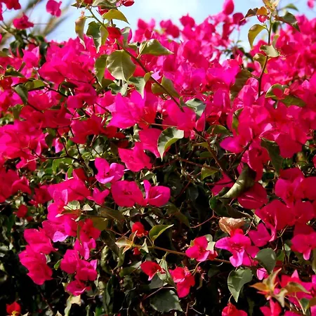 Apartament La Carihuela A 5 Minutos De La Playa,vistas Al Mar *