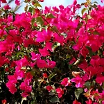 Apartament La Carihuela A 5 Minutos De La Playa,vistas Al Mar *